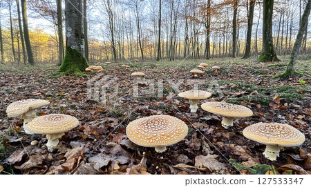 A peaceful forest clearing with wild mushrooms growing on the ground. 127533347