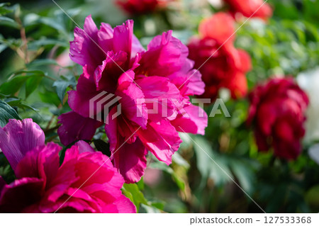 Closeup of blooming shrub of Paeonia suffruticosa with vibrant flowers in summer garden, soft focus Closeup of blooming shrub of Paeonia suffruticosa with vibrant flowers in summer garden, soft focus 127533368