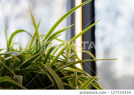 Green leaves basking in warm sunlight near a large window in a cozy indoor garden setting Green leaves basking in warm sunlight near a large window in a cozy indoor garden setting 127533439