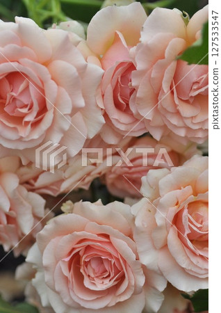 A red rose 127533547