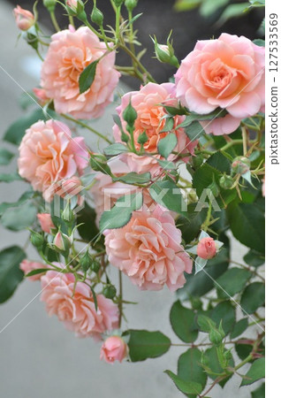 Pink rose flowers are blooming Pink rose flowers are blooming 127533569