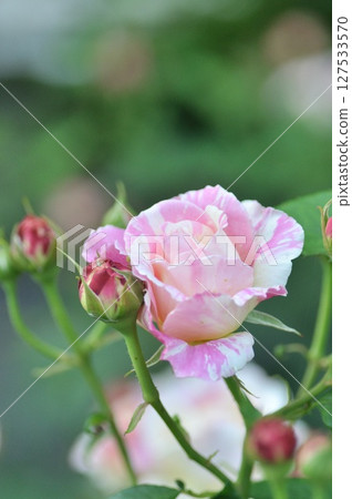 Pink rose flowers are blooming Pink rose flowers are blooming 127533570