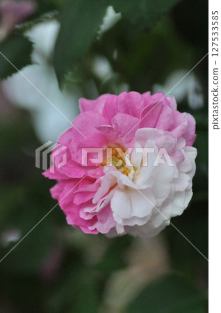 pink rose flowers are blooming 127533585