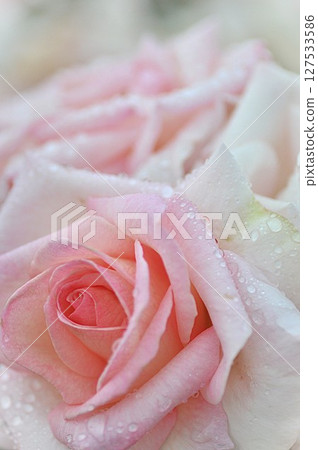 pink rose flowers are blooming 127533586