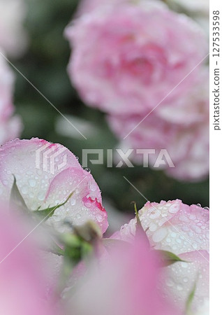 粉紅色的玫瑰在雨中濕潤 127533598