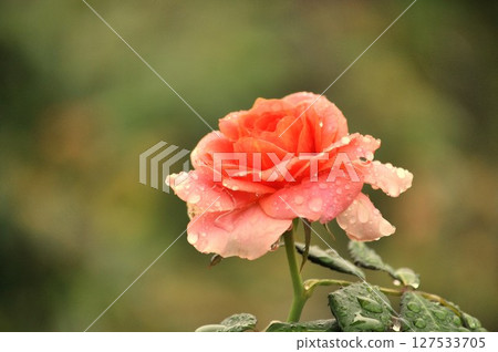 Rose wet with rain Rose wet with rain 127533705