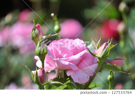 Pink roses shining in the dark Pink roses shining in the dark 127533764