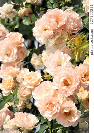 Pink roses in the spring sunshine Pink roses in the spring sunshine 127533851