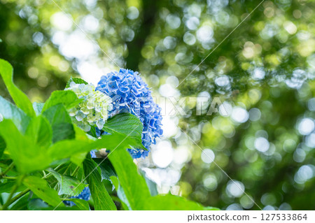 盛開的繡球花-雨季風景 盛開的繡球花-雨季風景 127533864