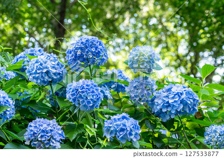 Hydrangeas in full bloom - rainy season scenery 127533877