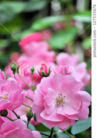 Beautiful roses 127533878