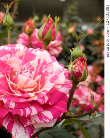 美麗的玫瑰花朵 127533883