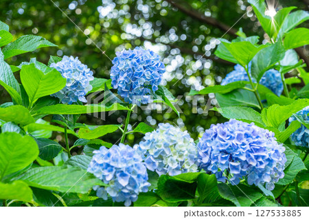 盛開的繡球花－雨季風景 127533885