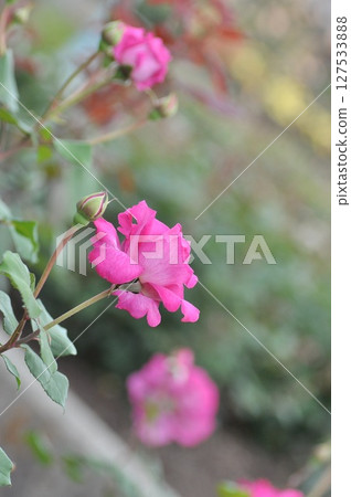 Beautiful roses Beautiful roses 127533888