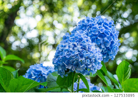 Hydrangeas in full bloom - rainy season scenery 127533895