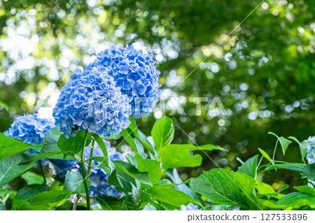Hydrangeas in full bloom - rainy season scenery Hydrangeas in full bloom - rainy season scenery 127533896