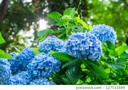 Hydrangeas in full bloom - rainy season scenery Hydrangeas in full bloom - rainy season scenery 127533899