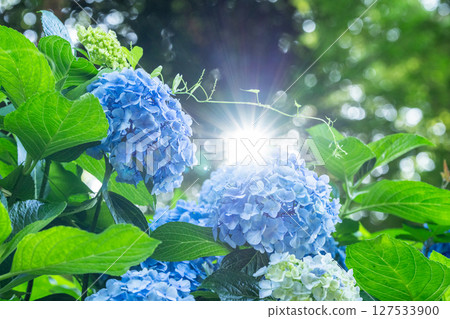 Hydrangeas in full bloom - rainy season scenery 127533900
