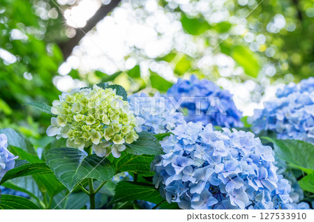 Hydrangeas in full bloom - rainy season scenery 127533910