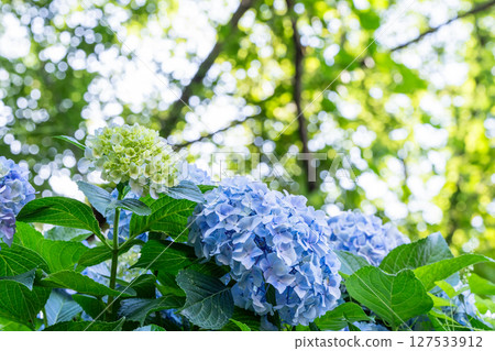 盛開的繡球花-雨季風景 盛開的繡球花-雨季風景 127533912