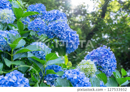 Hydrangeas in full bloom - rainy season scenery Hydrangeas in full bloom - rainy season scenery 127533932
