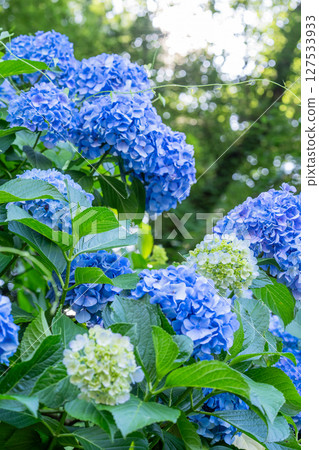 Hydrangeas in full bloom - rainy season scenery Hydrangeas in full bloom - rainy season scenery 127533933