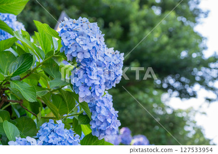 Hydrangeas in full bloom - rainy season scenery 127533954