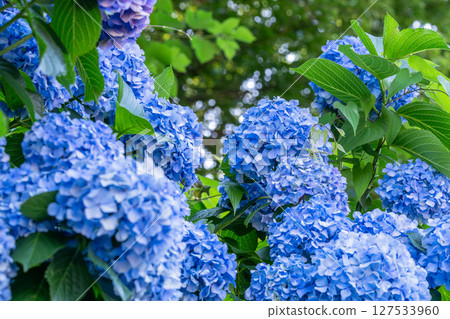 盛開的繡球花－雨季風景 127533960