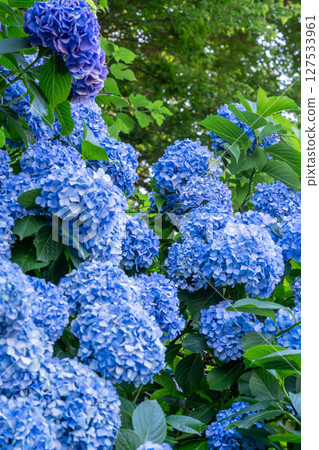 Hydrangeas in full bloom - rainy season scenery 127533961