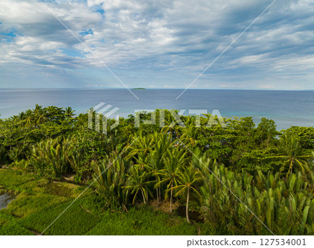 Agricultural land with paddy fields in coastline of Camiguin Island. Philippines. Agricultural land with paddy fields in coastline of Camiguin Island. Philippines. 127534001