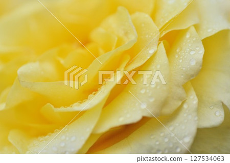 Yellow rose 127534063