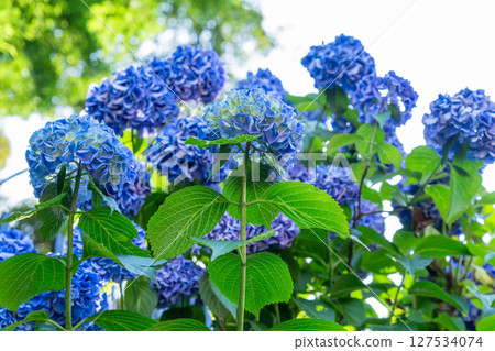 盛開的繡球花-雨季風景 盛開的繡球花-雨季風景 127534074