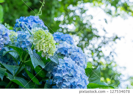 盛開的繡球花-雨季風景 盛開的繡球花-雨季風景 127534078