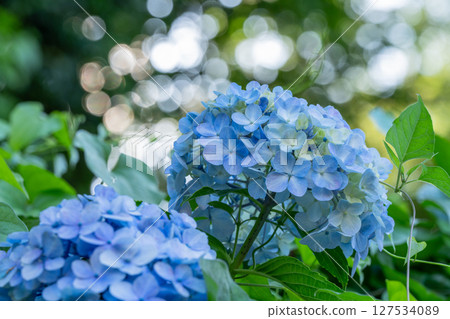 Hydrangeas in full bloom - rainy season scenery 127534089
