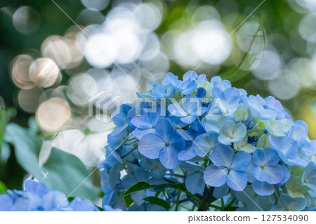 盛開的繡球花－雨季風景 127534090