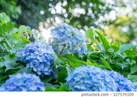 盛開的繡球花-雨季風景 盛開的繡球花-雨季風景 127534100