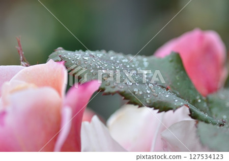 玫瑰園裡盛開著粉紅色的玫瑰花 127534123