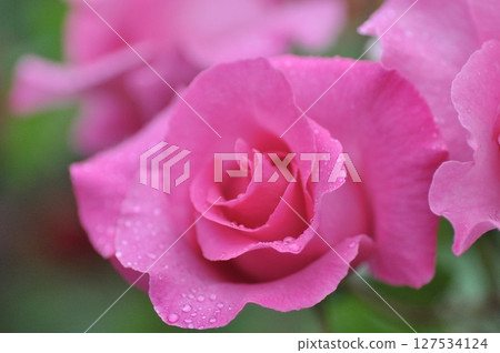玫瑰園裡盛開著粉紅色的玫瑰花 玫瑰園裡盛開著粉紅色的玫瑰花 127534124