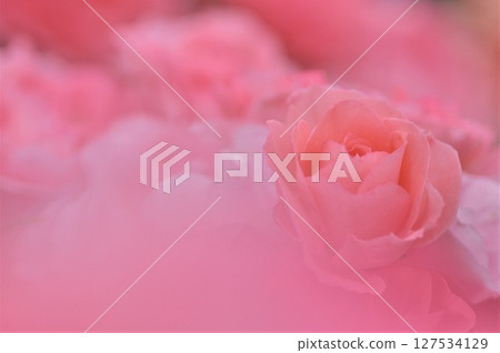 Pink rose flowers are blooming in the rose garden Pink rose flowers are blooming in the rose garden 127534129