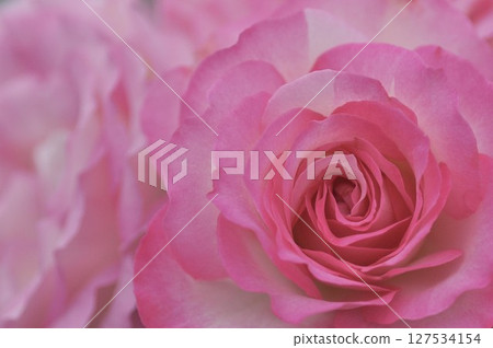 pink rose flowers are blooming pink rose flowers are blooming 127534154