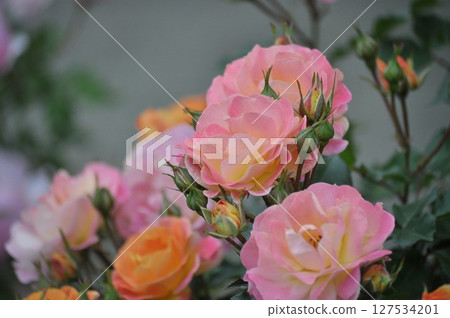 Pink rose flowers are blooming in the rose garden Pink rose flowers are blooming in the rose garden 127534201