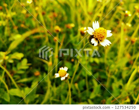 Bright Tridax Procumbens Thriving in Wild Grass. Bright Tridax Procumbens Thriving in Wild Grass. 127534250