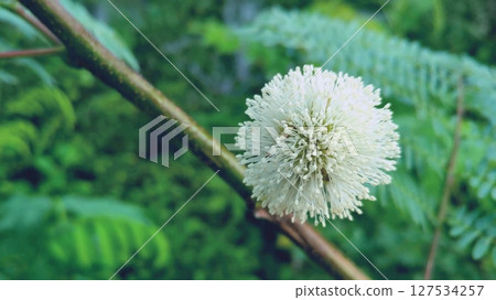 Delicate White Leadtree Flower in Bloom. Delicate White Leadtree Flower in Bloom. 127534257