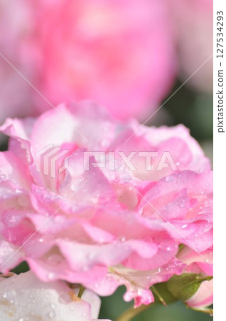 粉紅玫瑰在春日陽光下盛開 127534293