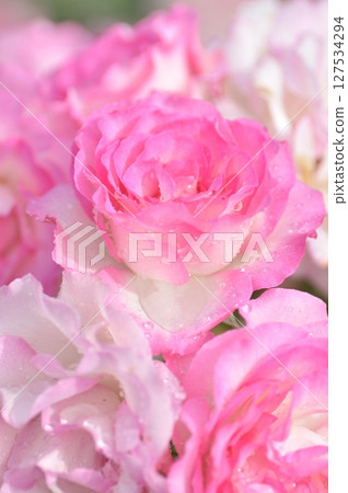 粉紅玫瑰在春日陽光下盛開 127534294