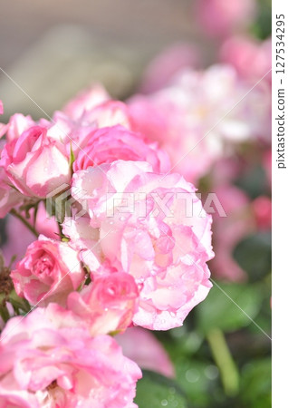 粉紅玫瑰在春日陽光下盛開 127534295