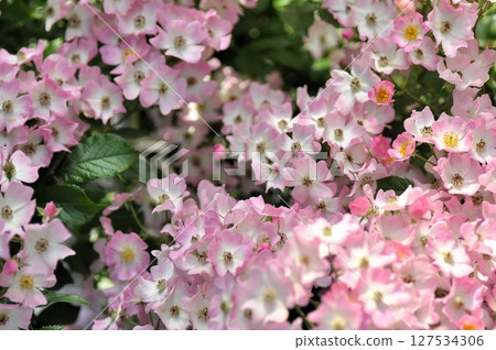 美麗的粉紅玫瑰 127534306