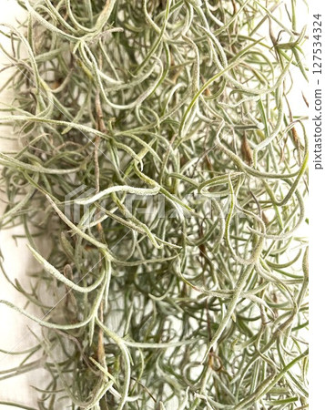 Usneoides (Tillandsia), a popular air plant for interior decoration 1 127534324