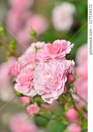 粉色美麗的玫瑰 127534372