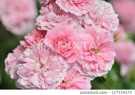 粉色美麗的玫瑰 粉色美麗的玫瑰 127534373